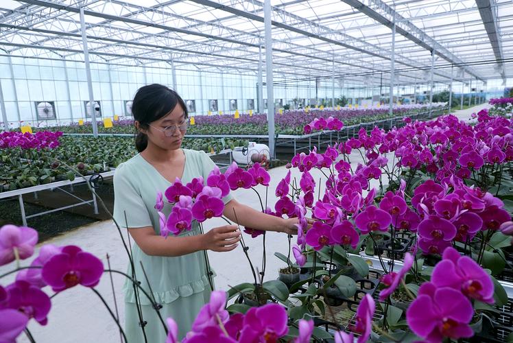江苏省人民政府 图片新闻 沭阳:花卉产业转型升级帮助群众增收