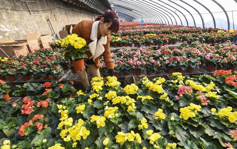 图片近年来,河北省永清县刘街乡胜利村大力发展观赏花卉种植与销售