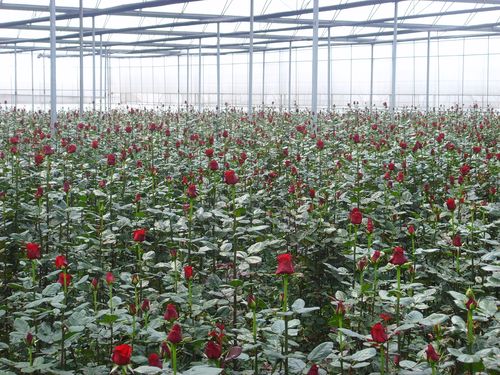 经典案例 >> 正文2013年,福建省花卉种植面积达91.46万亩,同比增长46.