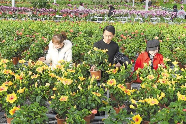 图片新闻】临夏县百益现代农业科技植物工厂里的花卉迎来销售