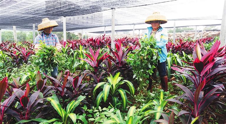 海南的蕨叶植物销量约占全国总量的60%,天源叶花卉产销合作社种植的蕨